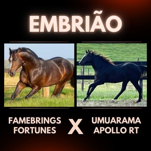 FAMEBRINGS FORTUNES X UMUARAMA APOLLO RT (Embrião a efetivar)