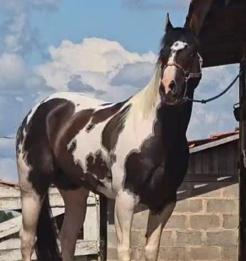 RIVER TARI CODY YBJ  (1 Cobertura)