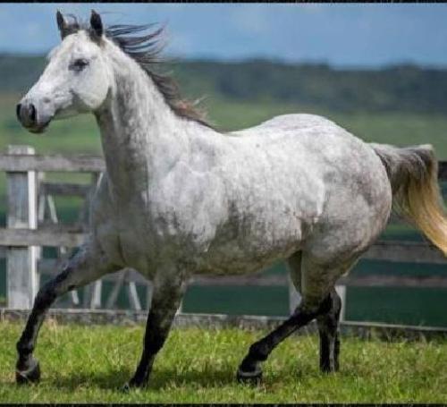 UYARA ZORRERO (Lote 3 em 1)