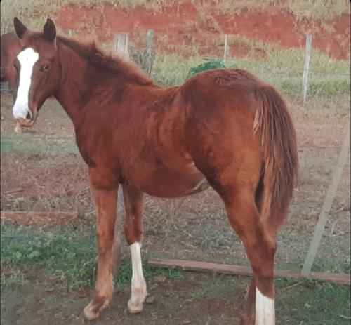 DOC´S BILLY GUN x BET ON MISS TILLY