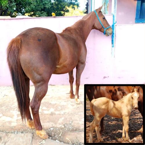 MASSALA STORM BEE (Lote 2 em 1)