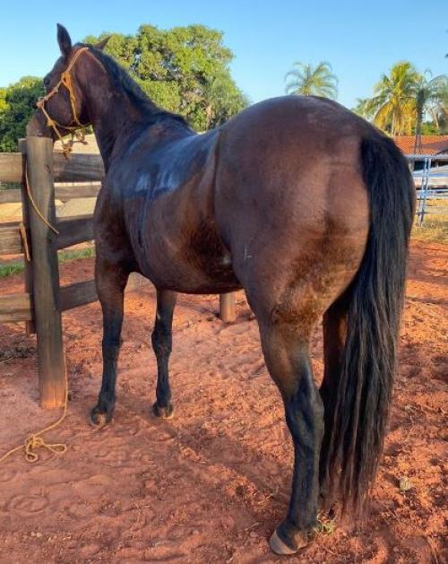 PANIQUETI (Lote 3 em 1)