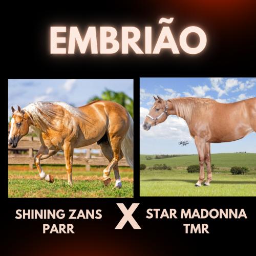 SHINING ZANS PARR X STAR MADONNA TMR (Embrião efetivado)