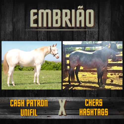 CASH PATRON UNIFIL X CHERS HASHTAGS (Embrião a efetivar)