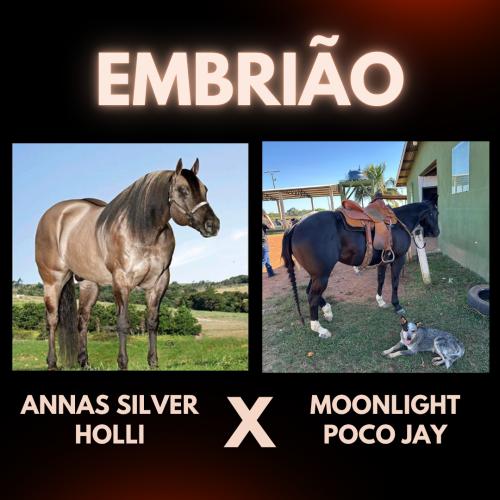 ANNAS SILVER HOLLI X MOONLIGHT POCO JAY (Embrião a efetivar)