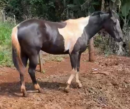 SONY HICKORY LIGAL TZ