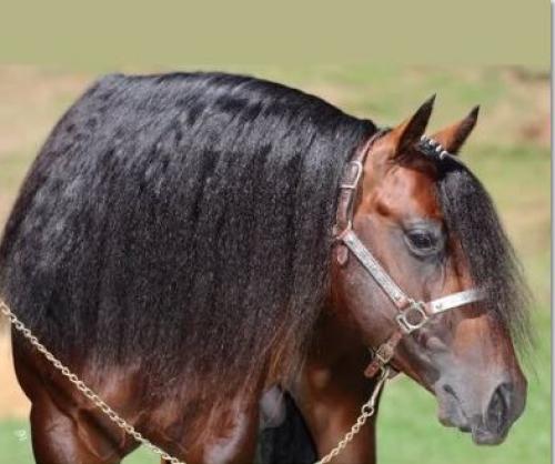 NEXT CASUAL WHIZ (1 Cobertura)