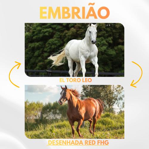EL TORO LEO X DESENHADA RED FHG (Embrião a Efetivar)