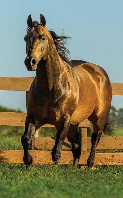 ERMOSA GALLO (1 Cobertura)