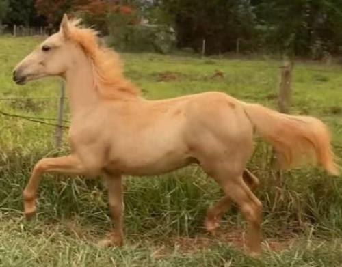 SPIRIT OF FIRE MOON x RAINHA LITTLE BUCK