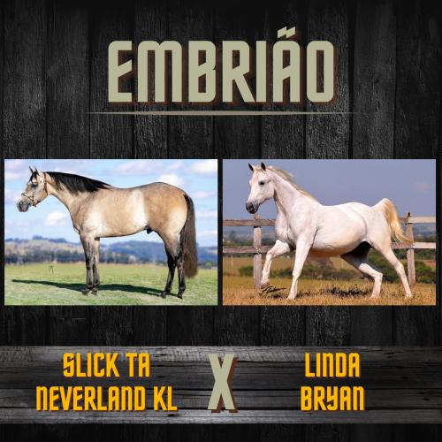 SLICK TANEVERLAND KL X LINDA BRYAN (Embrião efetivado)