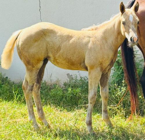 BIG CHEX X ETERNITY SHADY