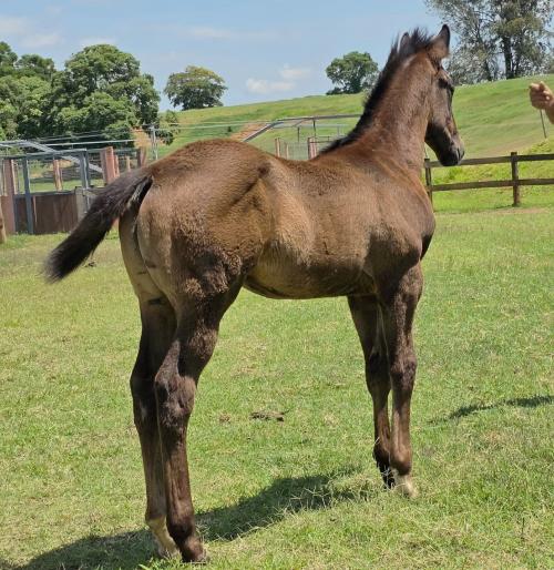 TELLER CARTEL x PHILOMENA LOAD MV