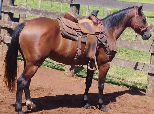 LENAS LEO DUNIT (P+)