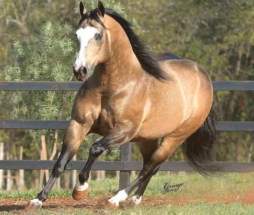 HOLLYWOOD GOTTA GUN (1 Cobertura)