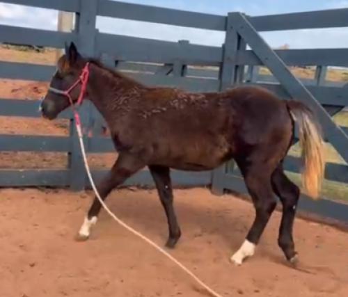 VPJ TRUCK POP X CRISTAL OF FLING 1MF