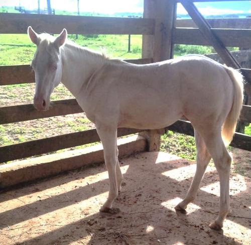 WHIZKEY N CASH X CHIC PRETTY LENA