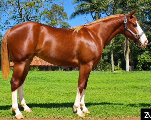 FRECKLES GUN O'LENA x TOP FIESTA WATER