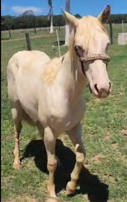 BILLION DOLLAR CHEX X JERSEY BAR POP HR3