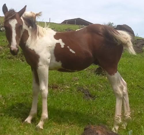 FURIUS MAKIN A PLAY SDB 