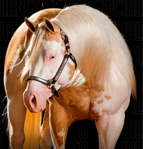 SPLASHGUN (4 Coberturas)