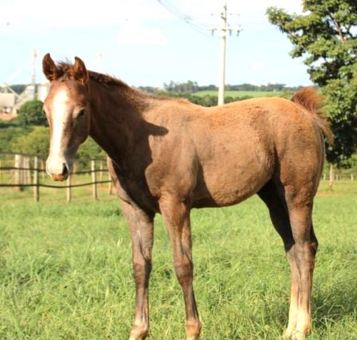 FISHERS DASH X SURPRESA DOC ZORRA