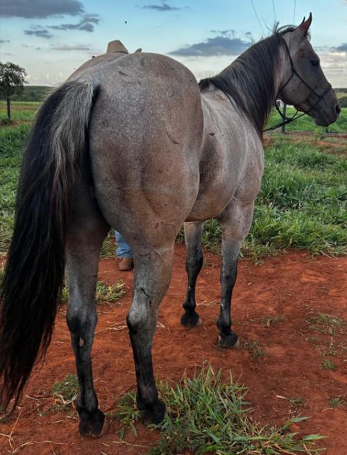 REY SMOKEY JAY (1 Cobertura)