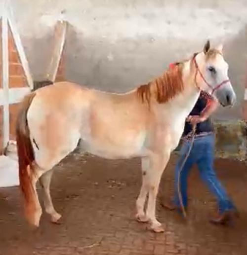 LUANA DEL CIELO (Lote 3 em 1)