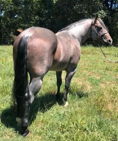 OKIE DOC DUAL (1 Cobertura)