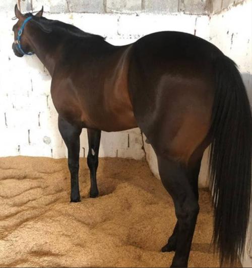 ESTORIL TRIGER MRL (1 Cobertura)