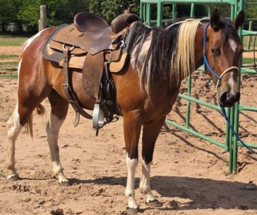 POCAHONTAS CODY GUN YBJ