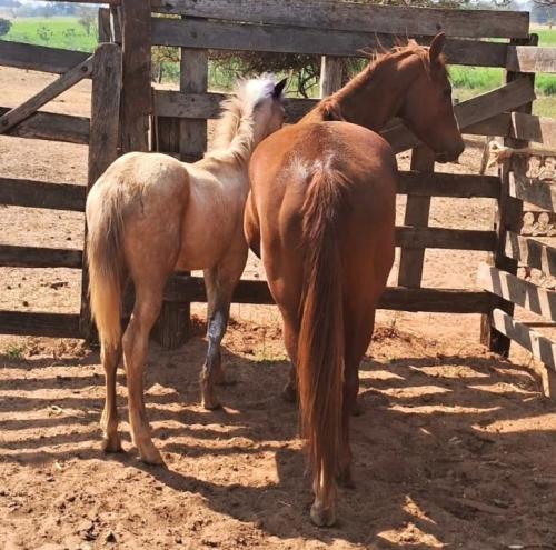 MISS SMART PLAYBOY (Lote 3 em 1)