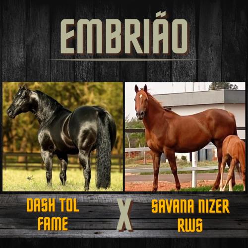 DASH TOL FAME X SAVANA NIZER RWS (Embrião efetivado)