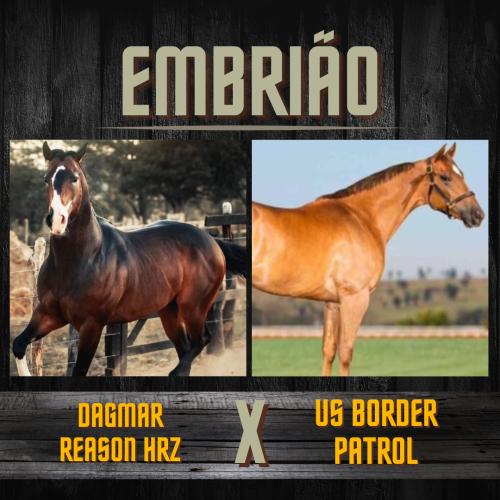 DAGMAR REASON HRZ X US BORDER PATROL (Embrião a efetivar)