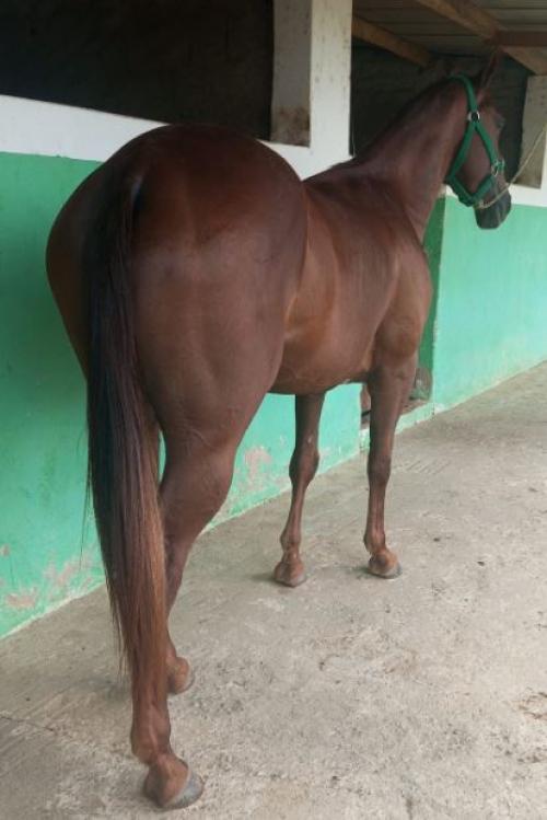 EL CORONA FOR ME H2I X DOC MACHINE SURPRESA