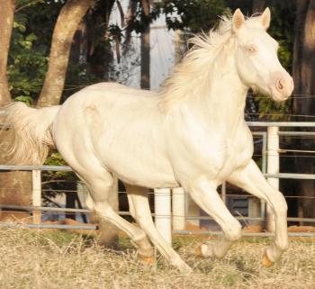 Can U Hear Me Now Quarto De Milha Johnnie Walker Bold 1 Cobertura Lp Horses