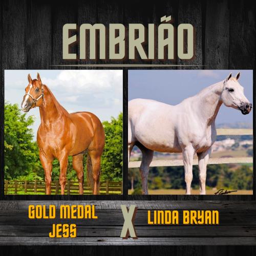 GOLD MEDAL JESS X LINDA BRYAN (Embrião efetivado)