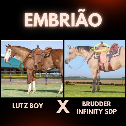 LUTZ BOY X BRUDDER INFINITY SDP (Embrião a efetivar)