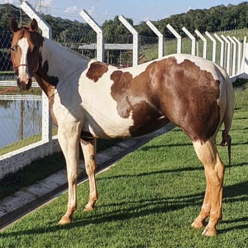 STORM SUNNY PEP ACB (P+)