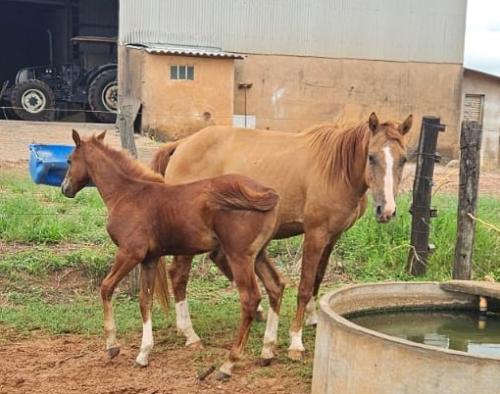 GRETHA LENA BROW (Lote 2 em 1)