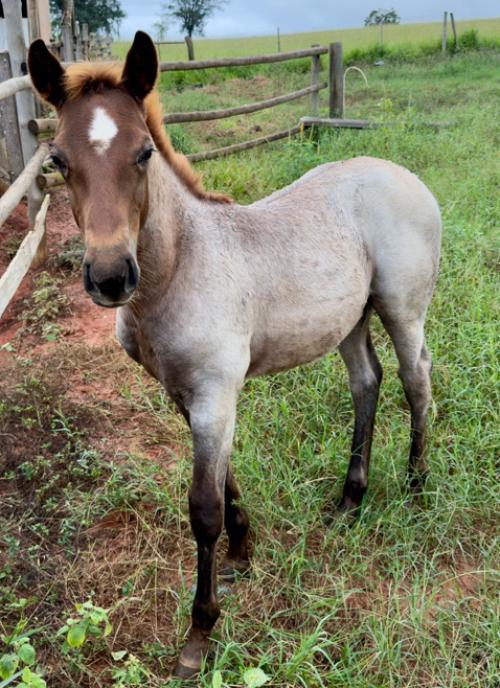 HIS STEADFAST HEART X CATLEYA DUAL DOC