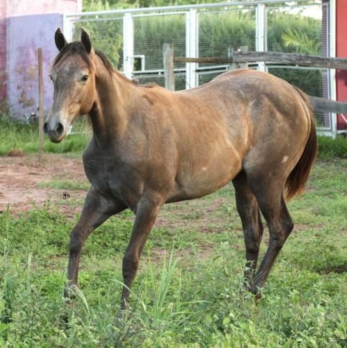 GRAY FIRE ZORRERO