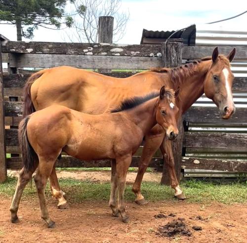 GAROTA BARS JAY (Lote 3 em 1)