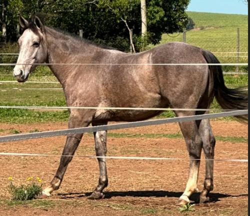 FORTUNE GUN RCD X BOONSMAL SHUGAR RBLN