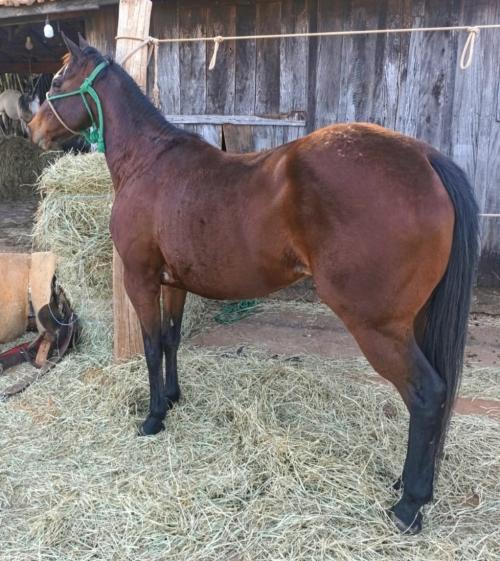 BELLA LENA PEPPY HLC