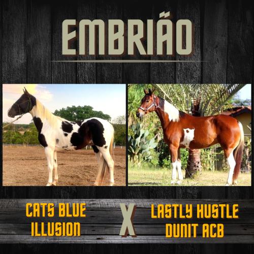 CATS BLUE ILLUSION X LASTLY HUSTLE DUNIT ACB (Embrião a efetivar)