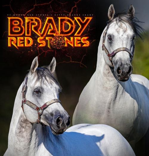 BRADY RED STONES QM (1 Cobertura)
