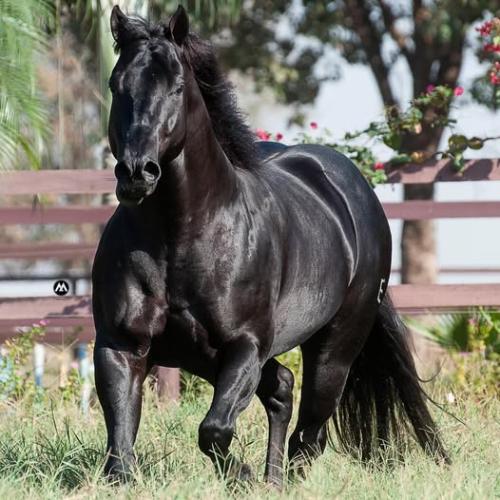 DARK TAG (1 Cobertura)