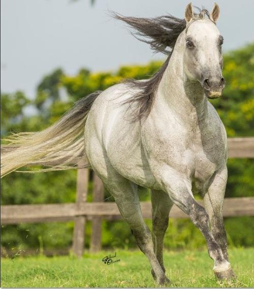 PG BLUE MAX JAZZY (ICSI)