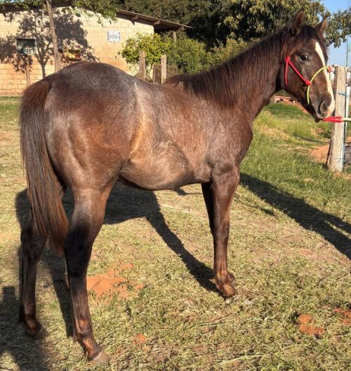MISTY ZORRERO HFSJ x HFBJ VEGAS FLING